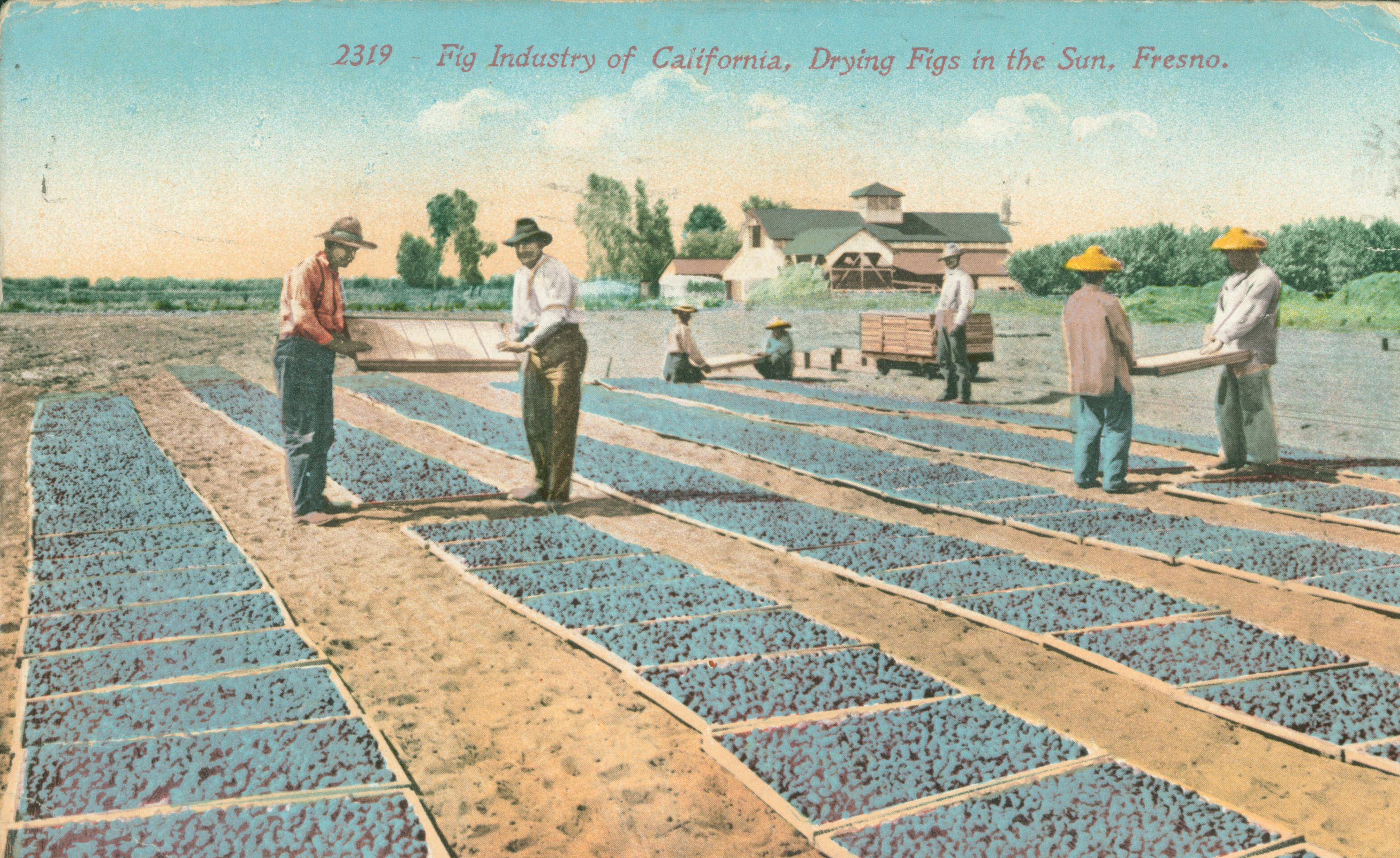 Shows several workers, including some in traditional Chinese hats, laying out figs to dry in a field